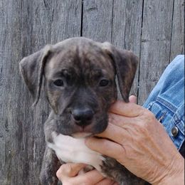 American Staffordshire Terrier Puppies from GrinNation Noble Am Staffs