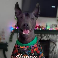 Xoloitzcuintli from Barefoot Xoloitzcuintle