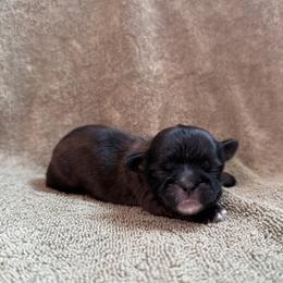Moonshine - Red male Shih Tzu puppy in Sharon, Pennsylvania from Keystone Danes and Shih tzus