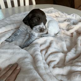 Wirehaired Pointing Griffon Puppies from Happy Hollow Griffons