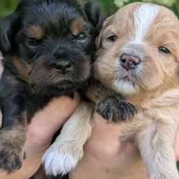 Zack - Red and white male Shihpoo puppy in Coshocton, Ohio from Forever Family Puppies