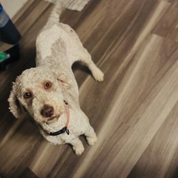 Oakley - Bernedoodle