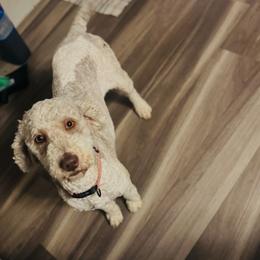 Oakley - Bernedoodle