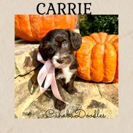 Carrie - Chocolate female Australian Labradoodle puppy in Trussville, Alabama from Cahaba Doodles