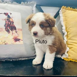 Pluto - Red tri-color male Australian Shepherd puppy in Utah from Corbridge Aussies