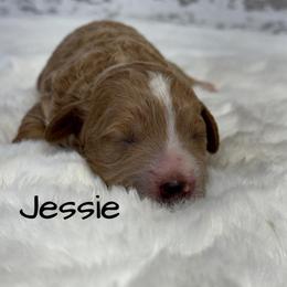 Girl 1 - Red  female Goldendoodle puppy in Nortonville, Kentucky from Deb’s KY Doodles