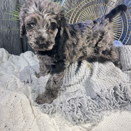 Labradoodle Puppies from Honey Doodle Farm