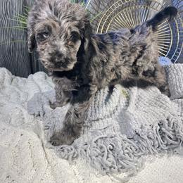 Labradoodle Puppies from Honey Doodle Farm