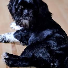 Tashi - Lhasa Apso