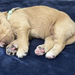 Goldendoodle Puppies from Unike Puppies