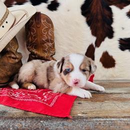 'Hannah' - Red merle female Australian Shepherd puppy in Durand, Wisconsin from Larson’s Legacy Aussome Aussie Kennels