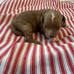 Red boy - Red male Cavapoo puppy in O'fallon, Missouri from Sister Sister Cavapoos
