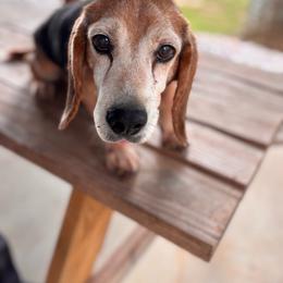 Andy - Beagle
