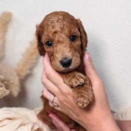 Maple - Red  female Goldendoodle puppy in Auburn, California from Golden Acre Doodles