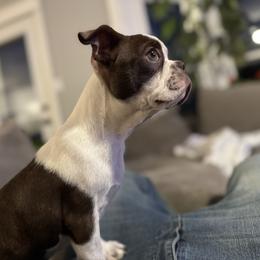 Coco Chanel - Red female Boston Terrier puppy in Wildwood, Missouri from Belleville Bostons