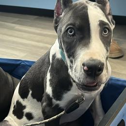 Mayor - Harlequin female Great Dane puppy in Wellsville, New York from Prophecy Danes