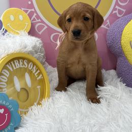 Pink collar - Yellow female Labrador Retriever puppy in Heath Springs, South Carolina from Rich Hill Retrievers
