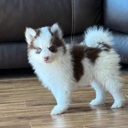Sebastian - Chocolate male Pomsky puppy in Mc Minnville, Oregon from West Coast Pomskies