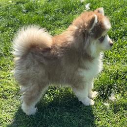 Blarney - Red and white male Pomsky puppy in Gunter, Texas from The Painted Pomsky