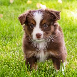 Miniature American Shepherd and Miniature Australian Shepherd Puppies from Bellewynd Acres