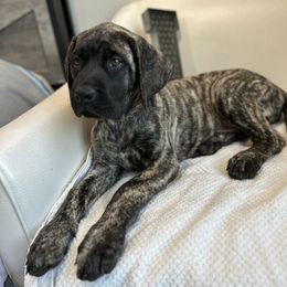 Mastiff Puppies from MLJ Mastiffs Florida