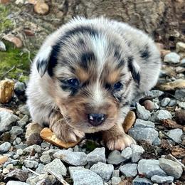 Hotdog - Blue merle female Miniature Australian Shepherd puppy in White Plains, Kentucky from Garrett’s Ridge Farm