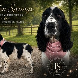 Cady - English Springer Spaniel