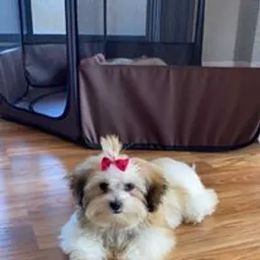 Bernedoodle, Bichon Frise, Poodle, and Shichon All Grown Up from Shondel Puppy Paws