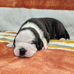 Mantle Big Blaze - Mantle female Great Dane puppy in Castle Rock, Washington from Uber Alles Great Danes