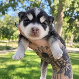 Coal - Black and white male Pomsky puppy in La Verne, California from Red Cedar Pomskies
