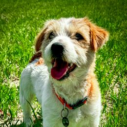 Knox - Russell Terrier