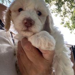 Australian Cobberdog Puppies from Mud Pies Australian Cobberdogs