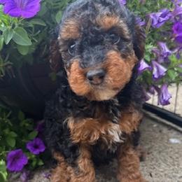 Liberty - Phantom female Poodle puppy in Canfield, Ohio from Poo's Doo's & Inu's