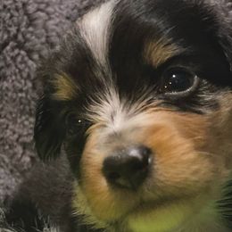 Mini Merle - Miniature Australian Shepherd puppy in La Salle Parish, Louisiana from Diamond KC Kennels