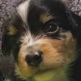 Mini Merle - Miniature Australian Shepherd puppy in La Salle Parish, Louisiana from Diamond KC Kennels