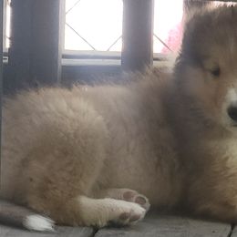 Boy 4 - Collie puppy in Seward, Pennsylvania from Scenic View Kennel