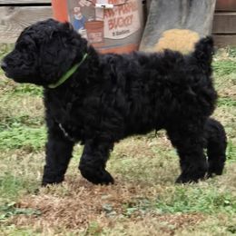 Chuckie - Black male Poodle puppy in Calvert City, Kentucky from Pawpaws Doodles