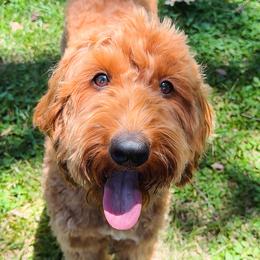 Penny - Goldendoodle