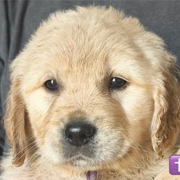 1st pick of the girls - Light golden female Golden Retriever puppy in Fisher, Illinois from Aslan's Pride of Fidei Family Farms
