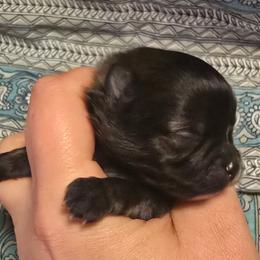 Dark girl - Chocolate sable female Pomeranian puppy in Bloomingdale, New Jersey from Bella Luna Pomeranians