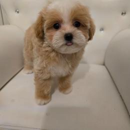 Splash - Apricot female Maltipoo puppy in Washington from Mt.BakerPoodles&Doodles