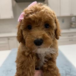 Freya - Apricot female Goldendoodle puppy in Herriman, Utah from Rose canyon doodles