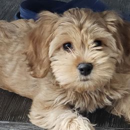 Cockapoos and Goldendoodles from Meghan McKay
