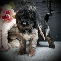 Male 1 - Merle male Springerdoodle puppy in Fargo, North Dakota from Dakota SpringerDoodles