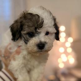 Charlie 'Prince Charming' - Parti male Maltipoo puppy in Chattanooga, Tennessee from Joy-fur puppies