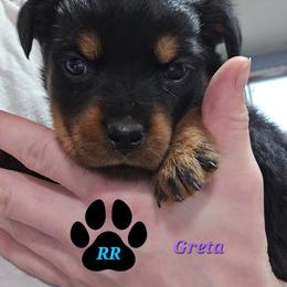 Greta - Black and mahogany female Rottweiler puppy in Tangent, Oregon from Raya's Royals