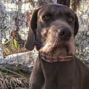 Pudelpointers from Packmaster GunDogs