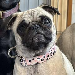 Daisy Mae - Pug
