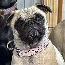 Daisy Mae - Pug