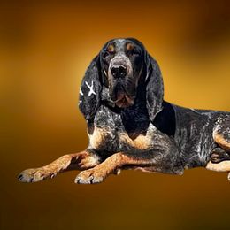 Gus Cameron - Bluetick Coonhound